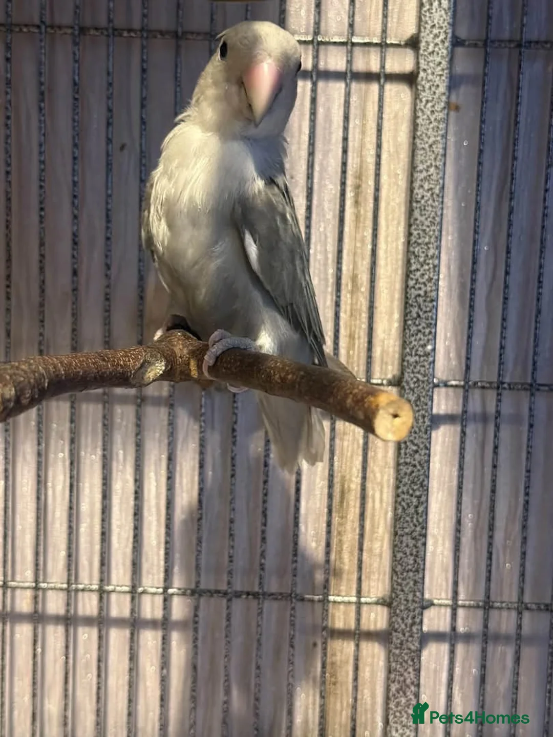 Parrots birds for sale: A pair of red factor canaries and cage  - Advert 1