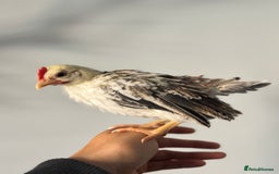 Chickens poultry for sale: Beautiful Serama Boys  - Image 4