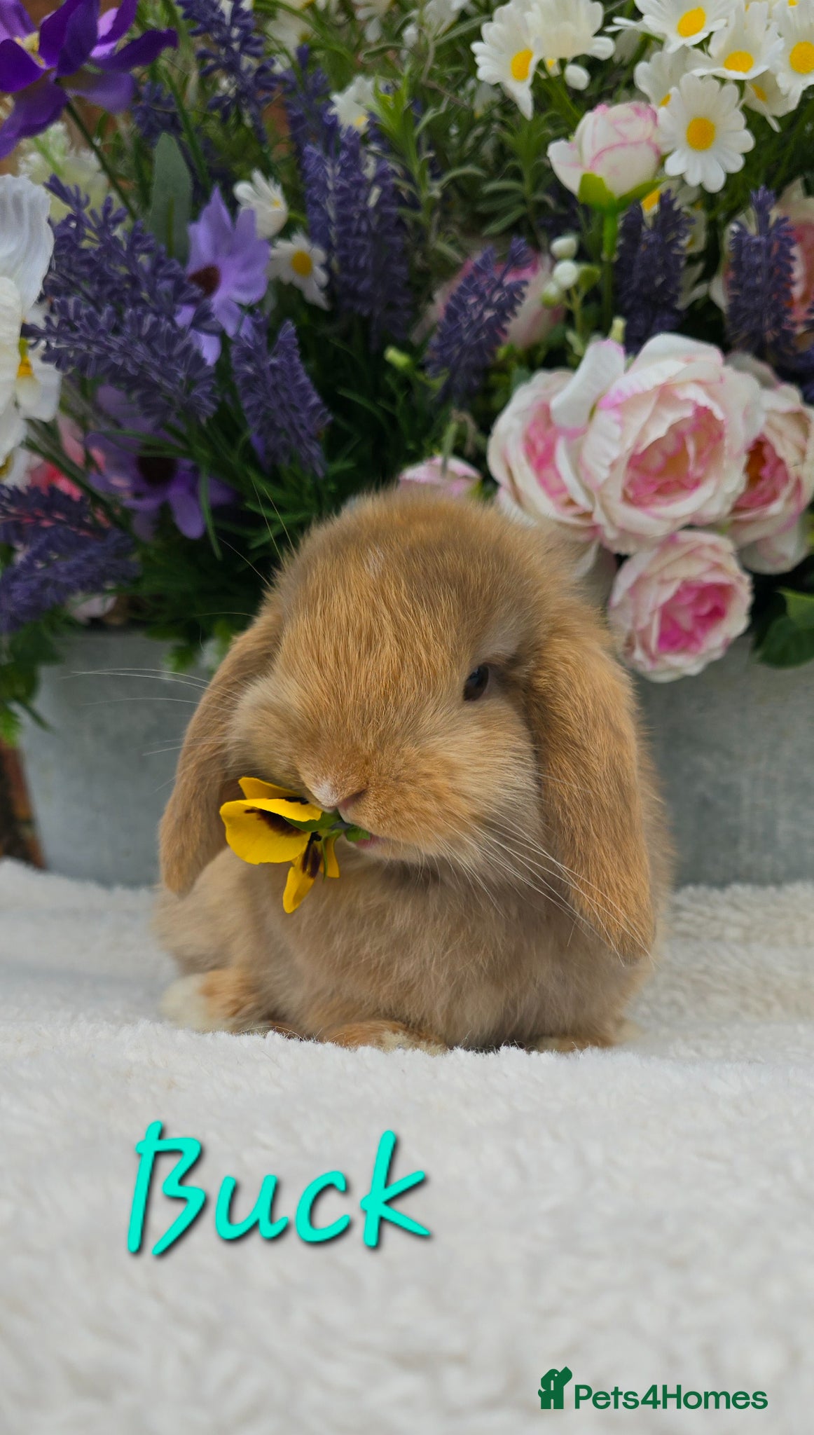 Mini Lop rabbits Beautiful quality mini lops - Advert 1