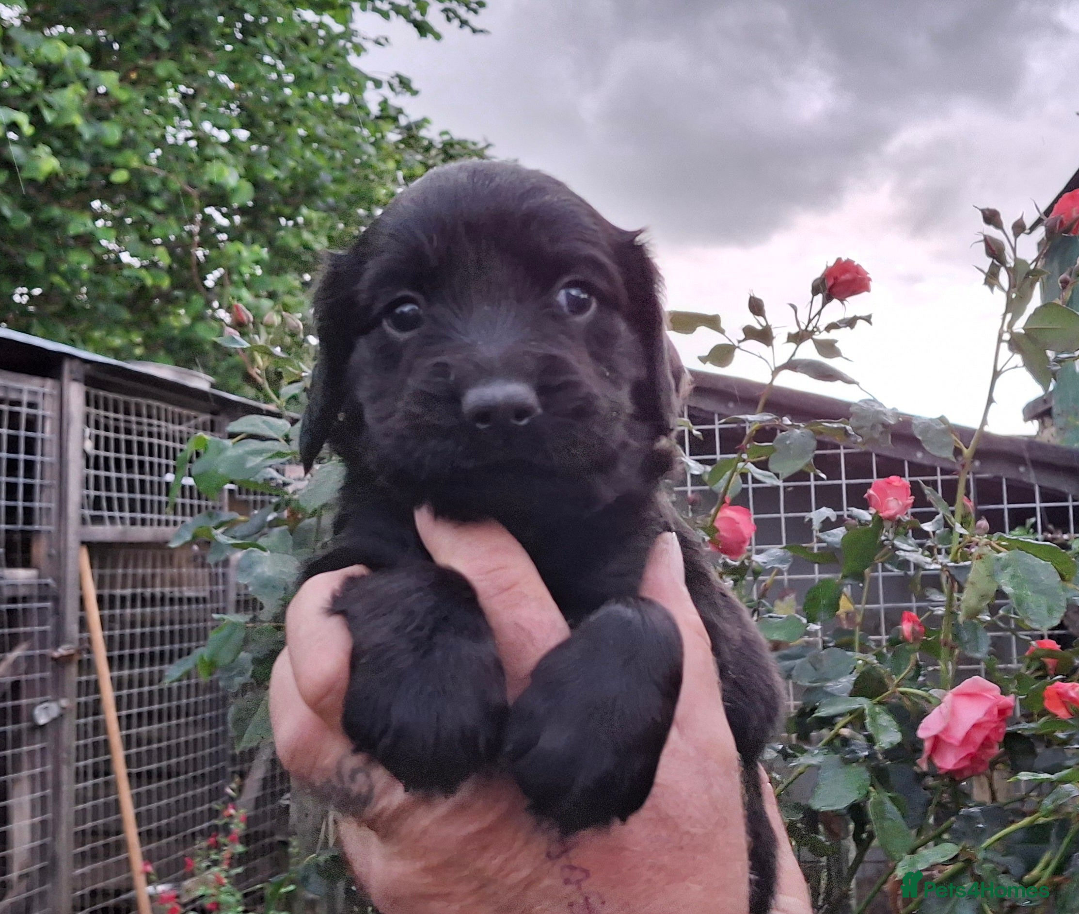 Springador Puppy 5
