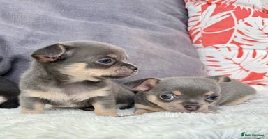 Chihuahua dogs - Advert 6