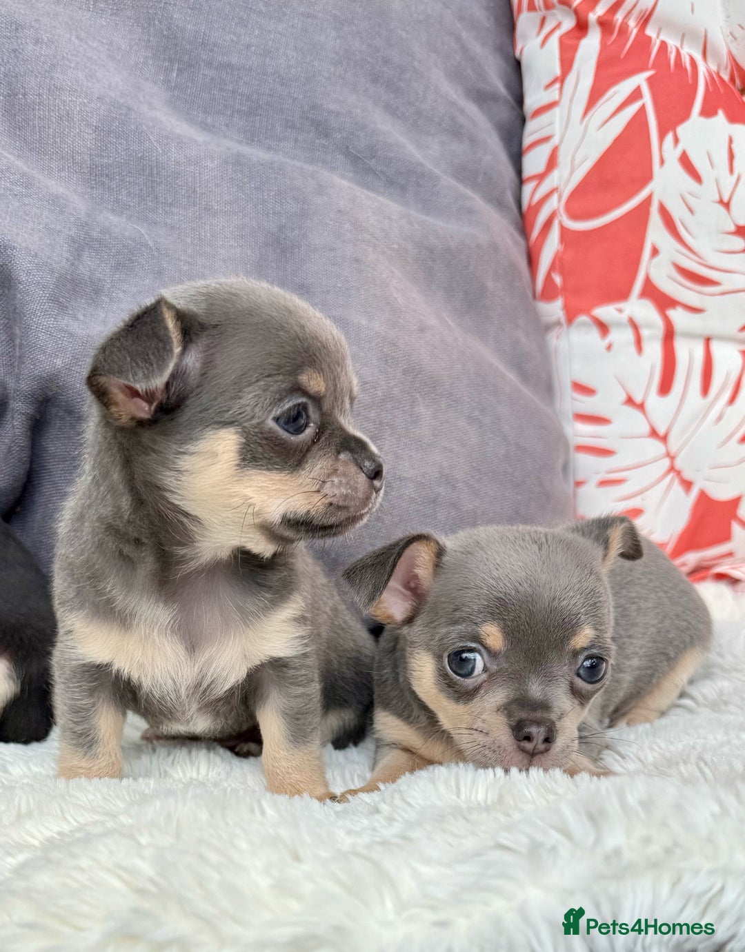 Chihuahua dogs for sale: Beautiful Chihuahua Puppies  - Image 2