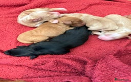 Sprocker dogs for sale: Sprocker for sale - Image 3
