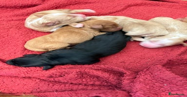 Sprocker dogs - Advert 14