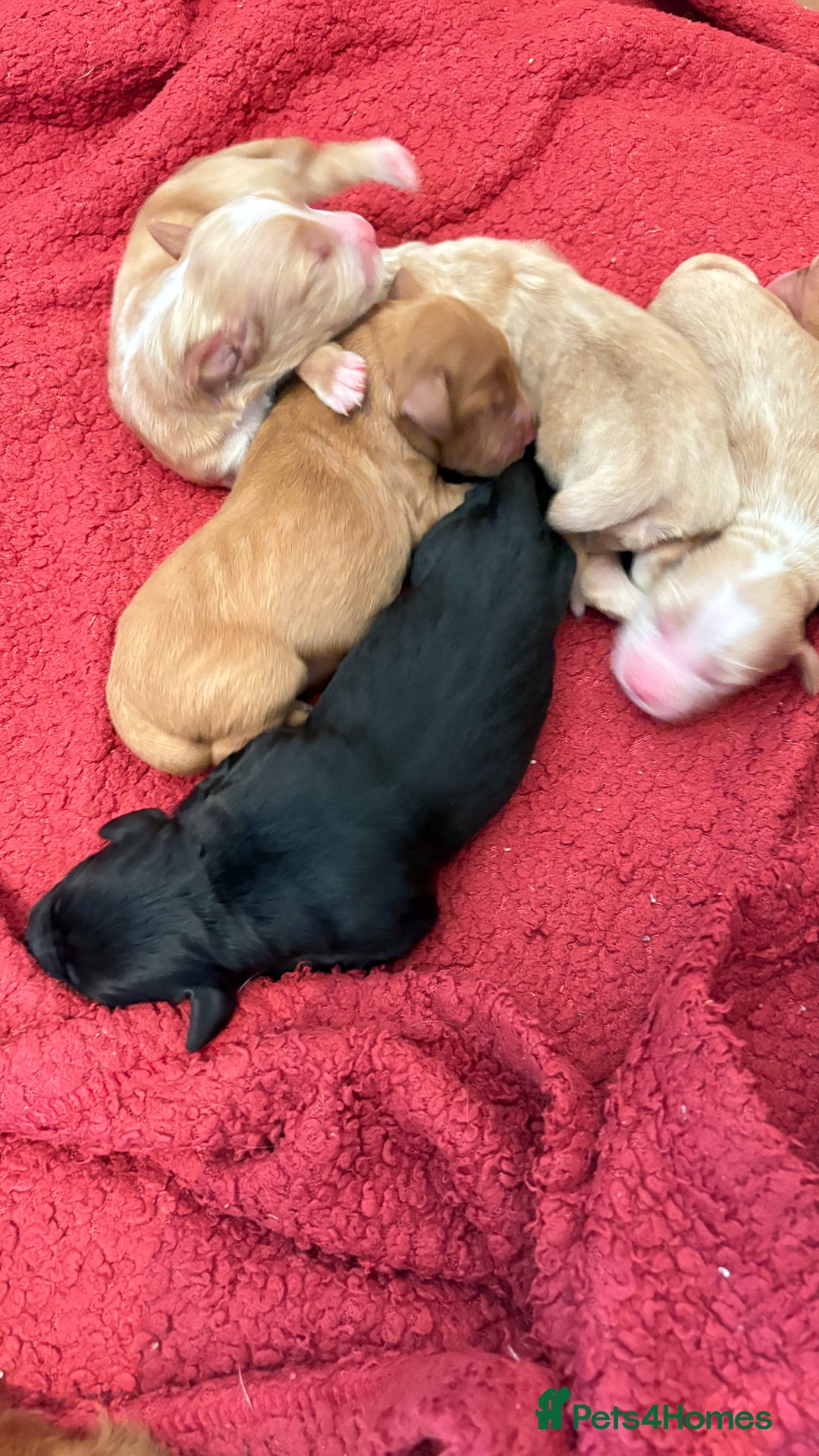 Sprocker dogs for sale: Sprocker for sale - Image 3