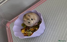 Hamster rodents for sale: Russian dwarf hamster - Image 4