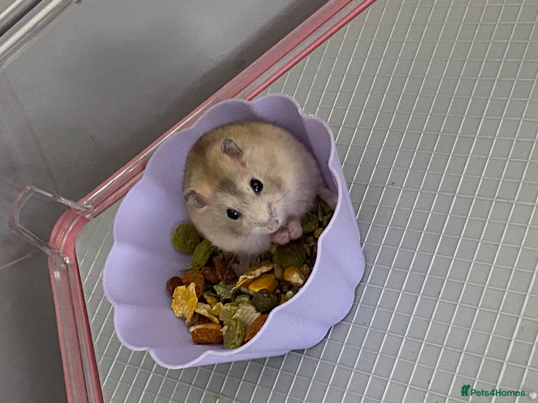 Hamster rodents for sale: Russian dwarf hamster - Image 4