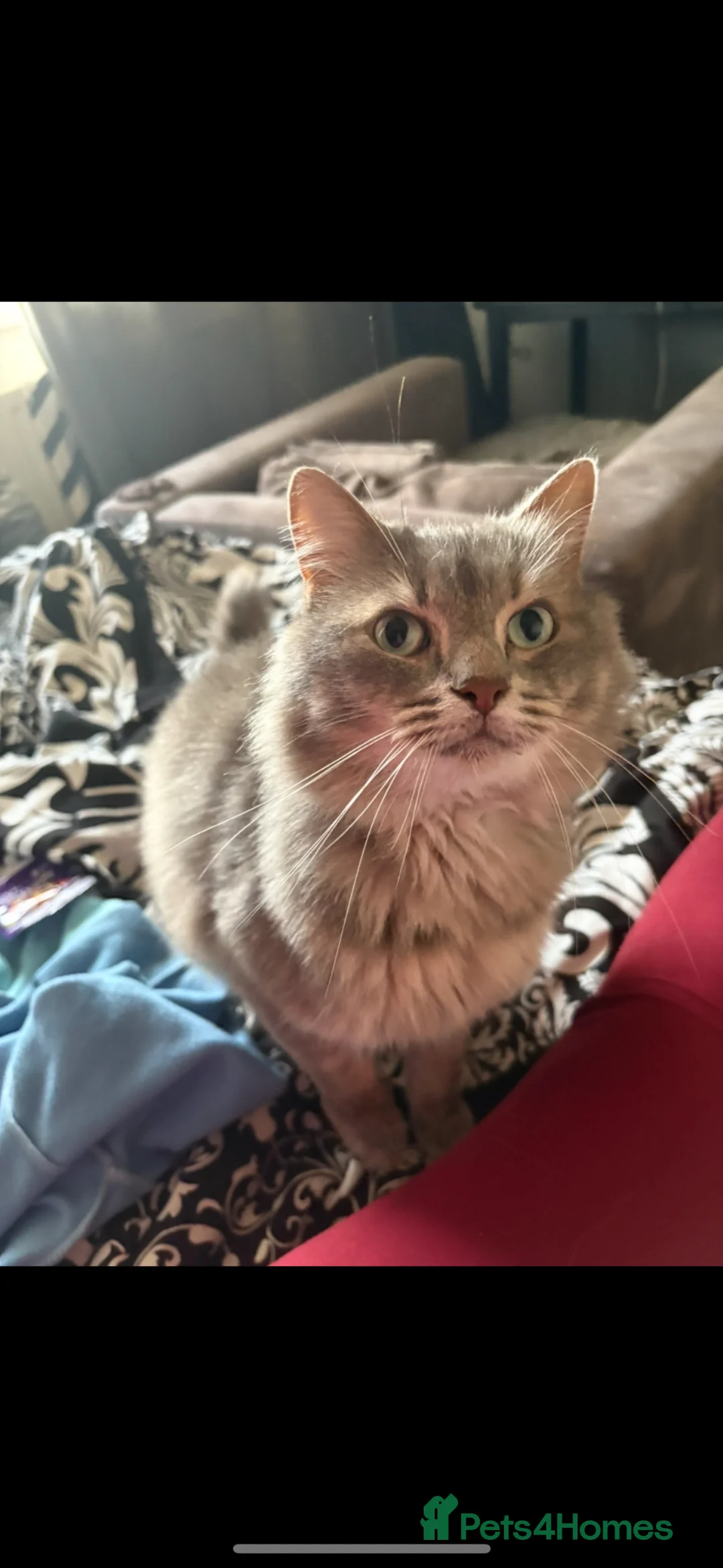 Mixed Breed cats for sale: Domestic longhair cat - Advert 1