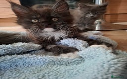 Maine Coon cats for sale: Gorgeous Maine Coon Kittens-Champion Bloodlines - Image 22
