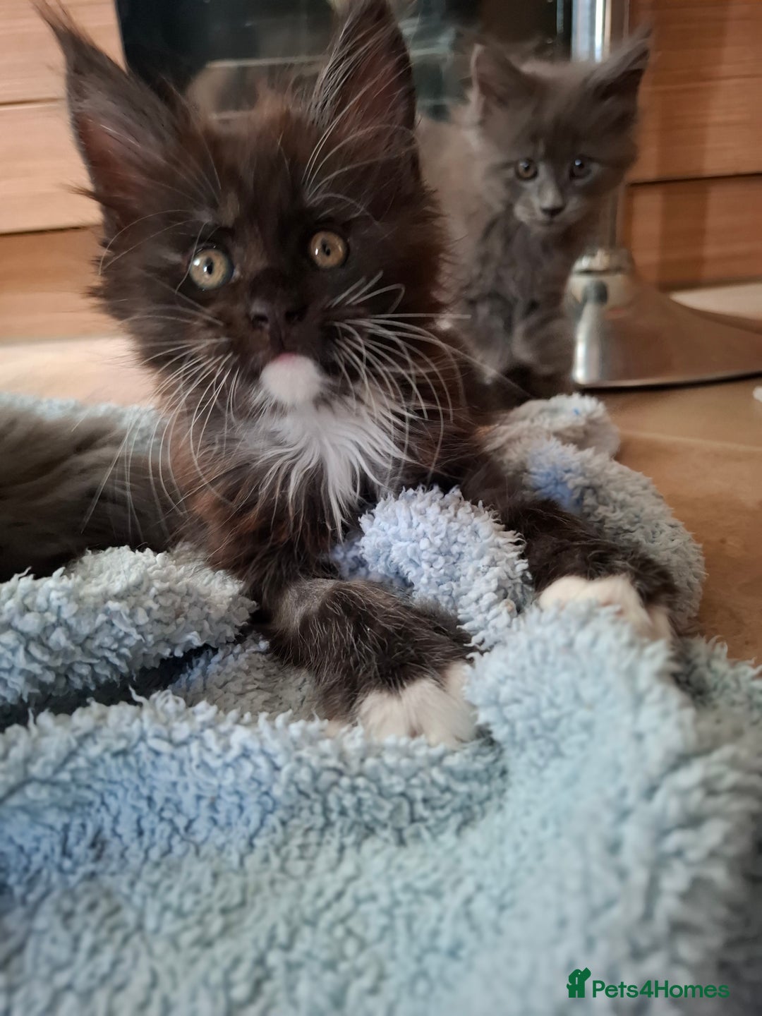 Maine Coon cats for sale: Gorgeous Maine Coon Kittens-Champion Bloodlines - Image 22