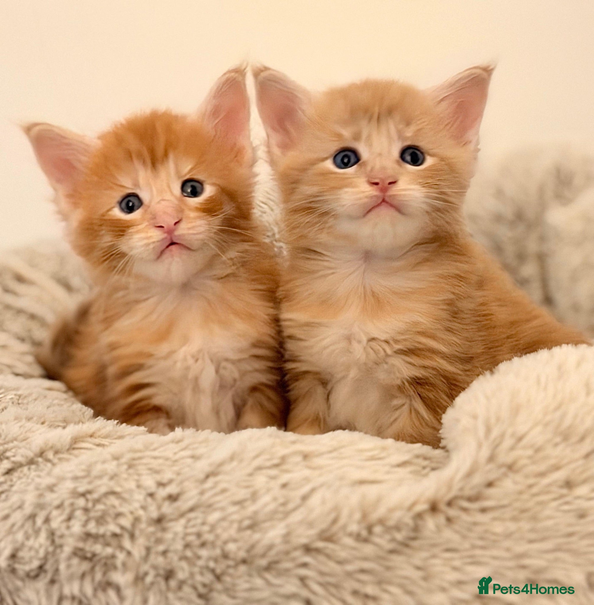 Maine Coon cats GCCF/ TICA Maine Coon Classic Taby kittens - Advert 1