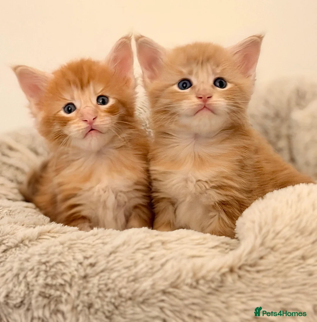 Maine Coon cats for sale: Ready to leave Maine Coon pedigree kittens - Advert 2