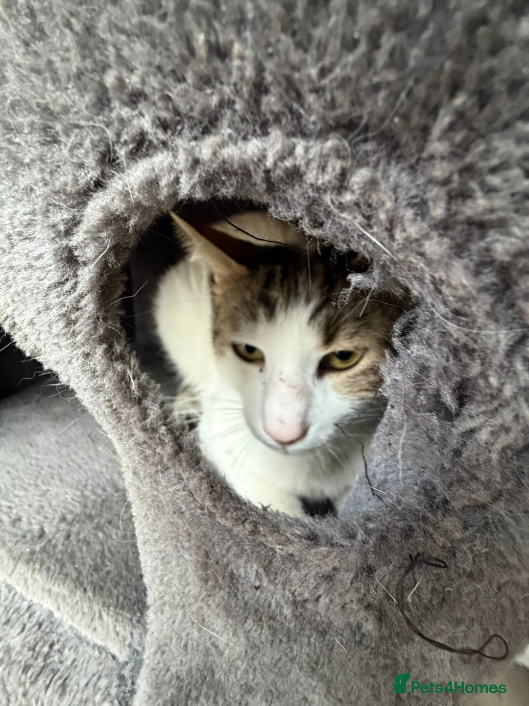 Mixed Breed cats for adoption: They Survived. Now They’re Ready to Be Loved - Advert 3