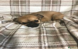 Chorkie dogs for sale: Yorkshire terrier x Chihuahua puppy’s  - Image 3