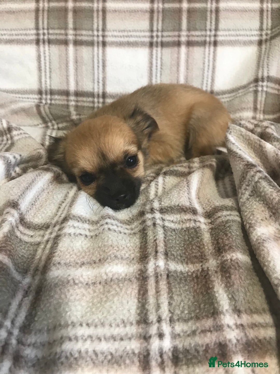 Chorkie dogs for sale: Yorkshire terrier x Chihuahua puppy’s  - Image 3