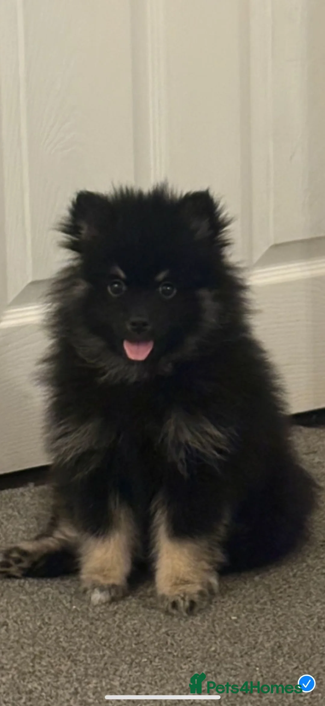 Pomeranian dogs for sale: Pomeranian - Advert 1