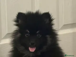 Pomeranian dogs Pomeranian - Advert 1