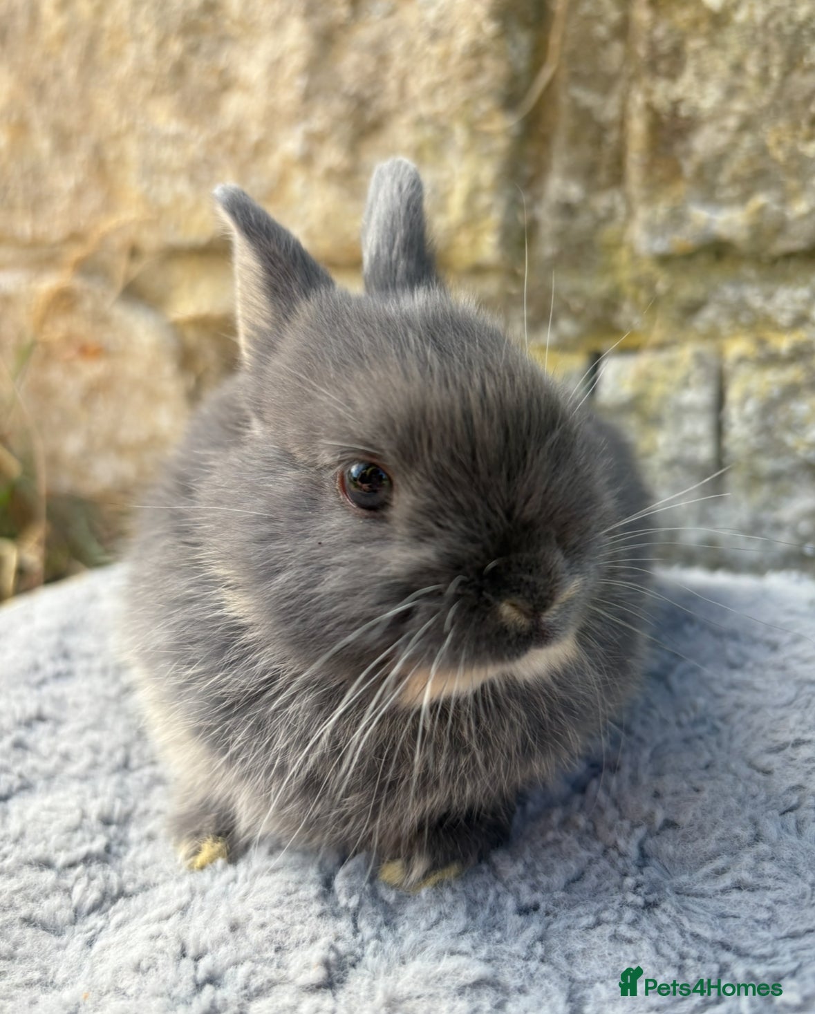 Netherland Dwarf rabbits Sweet Blue Otter Netherland Doe Dwarf bunny - Advert 5