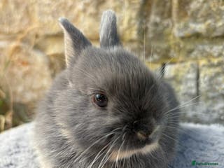 Netherland Dwarf rabbits Sweet Blue Otter Netherland Doe Dwarf bunny - Advert 5