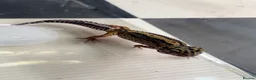 Leopard Gecko reptiles for sale: Mixed baby Leopard Geckos & 1 Black night - Advert 12