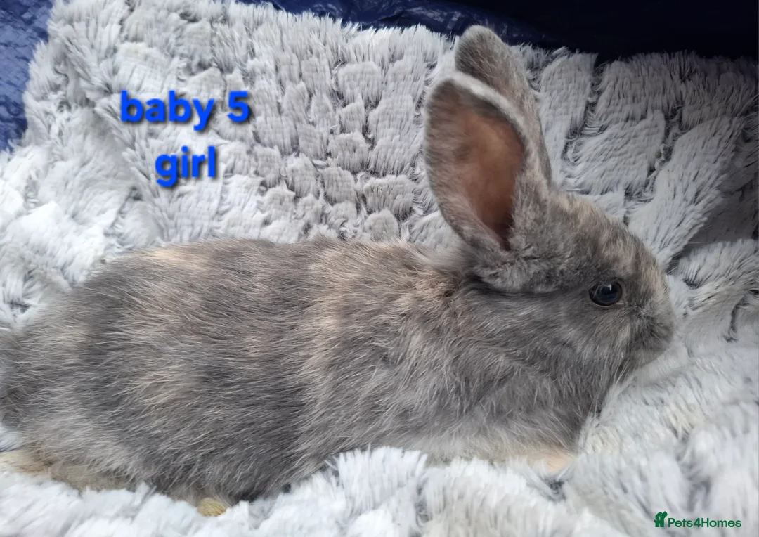 Mixed Breed rabbits for sale: Mix breeds babies. See all photos - Advert 12
