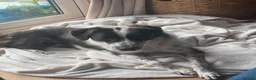 Mixed Breed dogs for adoption: Fabulous Florence - Advert 2