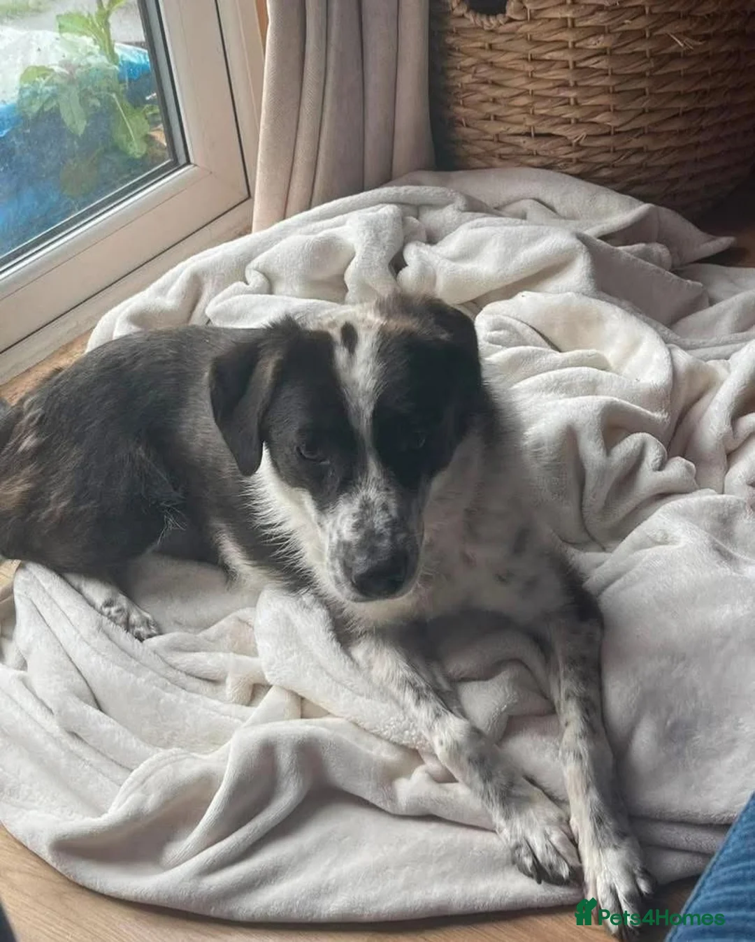 Mixed Breed dogs for adoption: Fabulous Florence - Advert 2