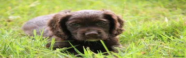 Cocker Spaniel 3