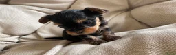 Yorkshire Terrier dogs for sale: Adorable Yorkshire Terrier Puppies 🐾❤️ - Advert 19