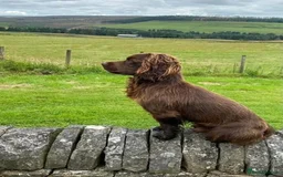 Cocker Spaniel dogs for sale: Working Cocker Spaniels in Dorchester - Image 3