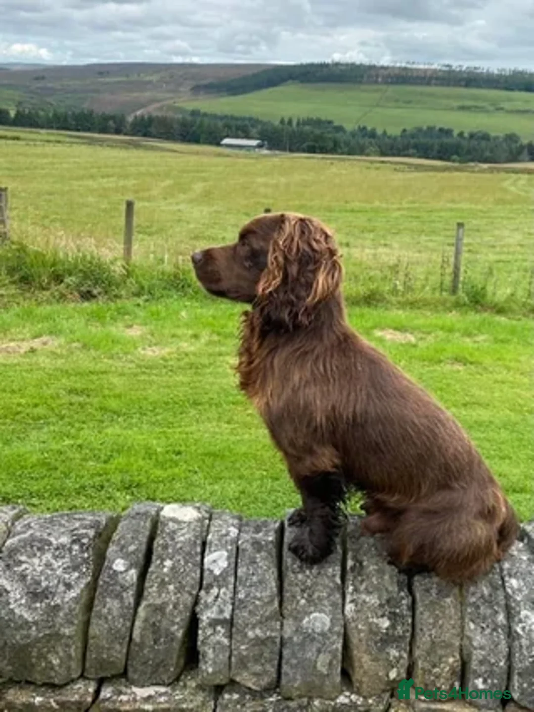 Cocker Spaniel dogs for sale: Working Cocker Spaniels in Dorchester - Image 3