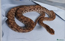Boa Snake reptiles for sale: Het T+Albino Colombian Rainbow Boas - Image 4