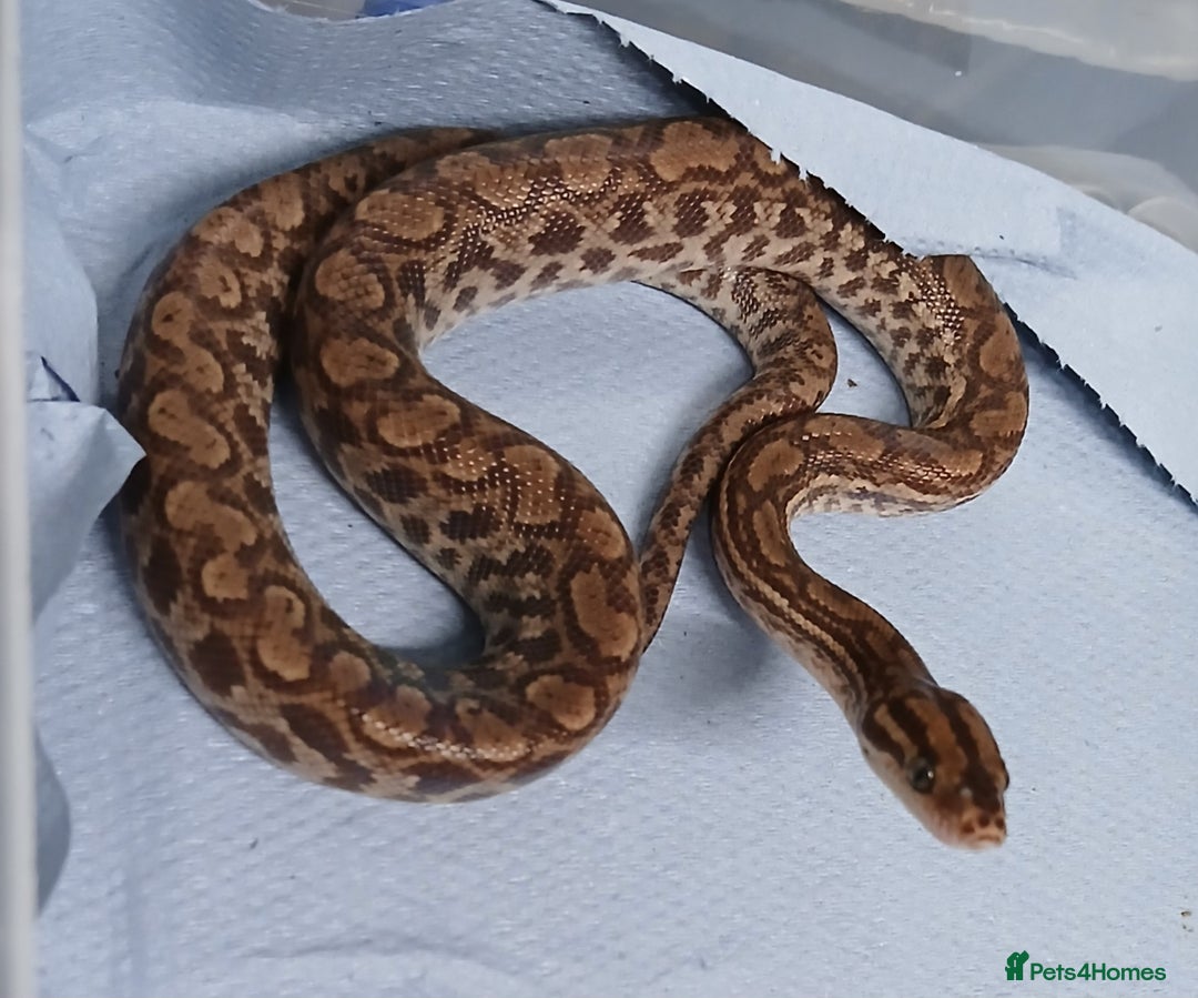 Boa Snake reptiles for sale: Het T+Albino Colombian Rainbow Boas - Image 4