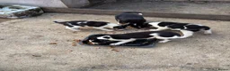 Border Collie dogs for sale: Border collie pups  in Haltwhistle - Advert 2