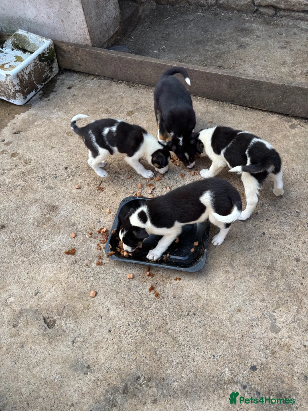 Border Collie dogs for sale: Border collie pups  in Haltwhistle - Advert 2