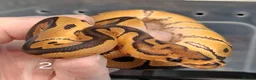 Python Snake reptiles for sale: Hatchling Royal Python's Females  - Advert 10