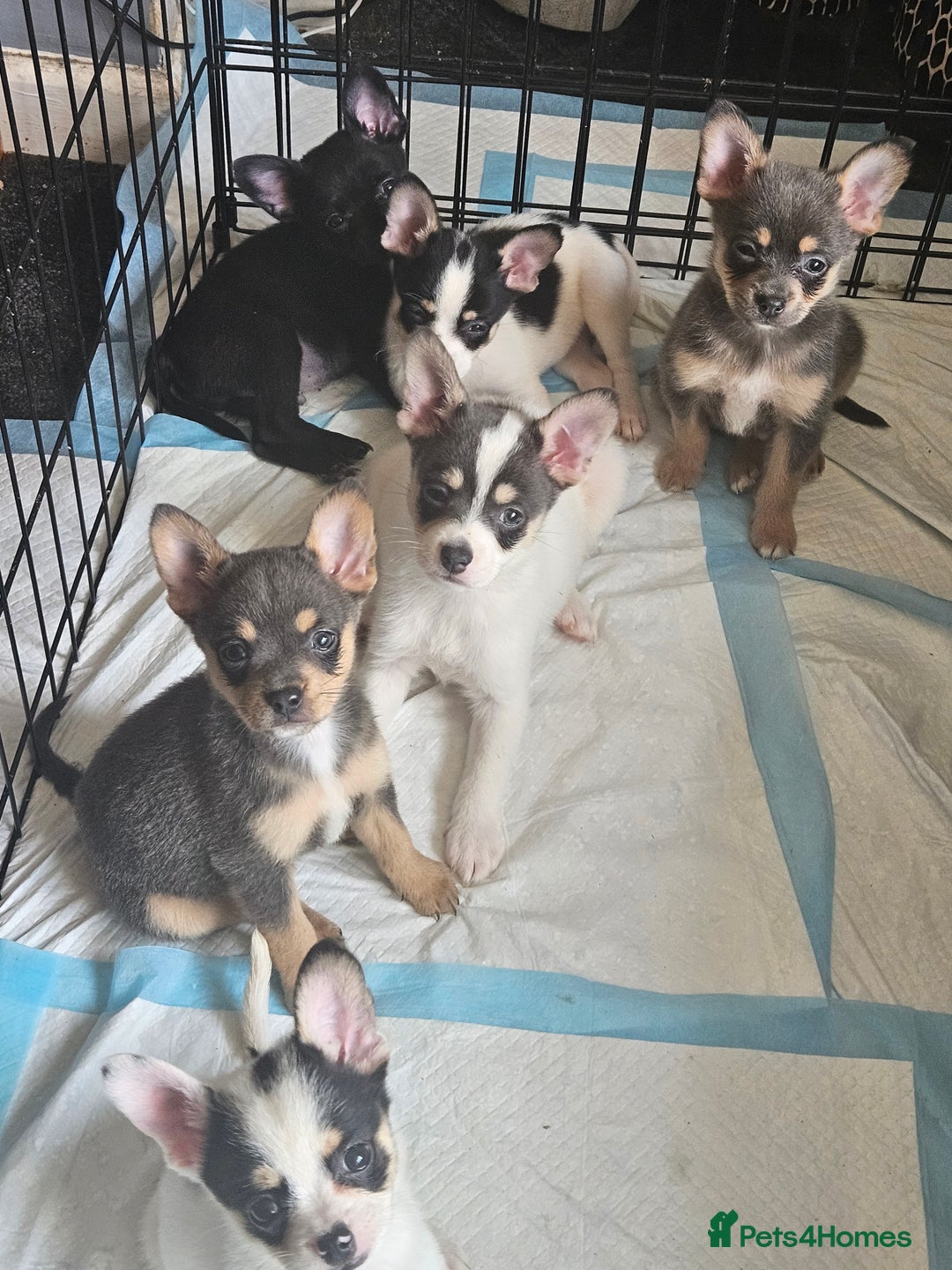 Mixed Breed dogs for sale: French poms *READY NOW 2 LEFT* - Image 11