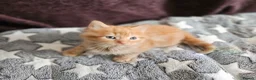 Mixed Breed cats for sale: Persain X Domestic Available  - Advert 16