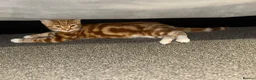 Mixed Breed cats for sale: Beautiful Bengal × Domestic shorthair Kittens 🐾 - Advert 9