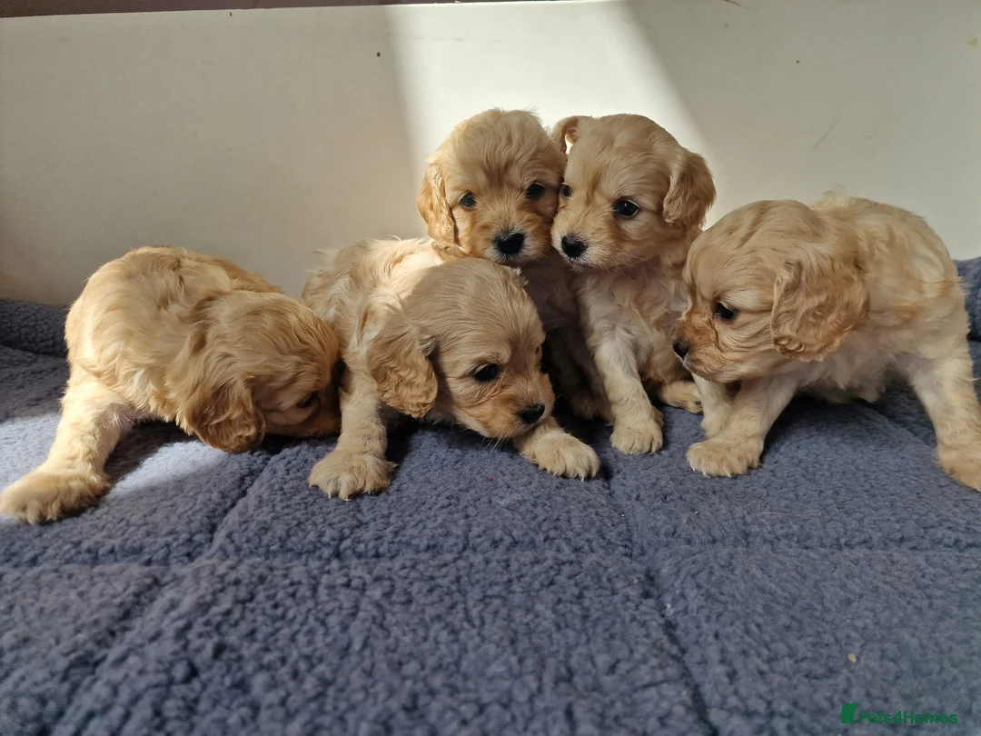 Cavapoo dogs for sale: Beautiful Champagne and Black Tan Cavapoo Pups in Preston - Advert 2