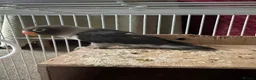 Lovebirds birds for sale: Rare colour black grey love bird  in Manchester - Advert 1