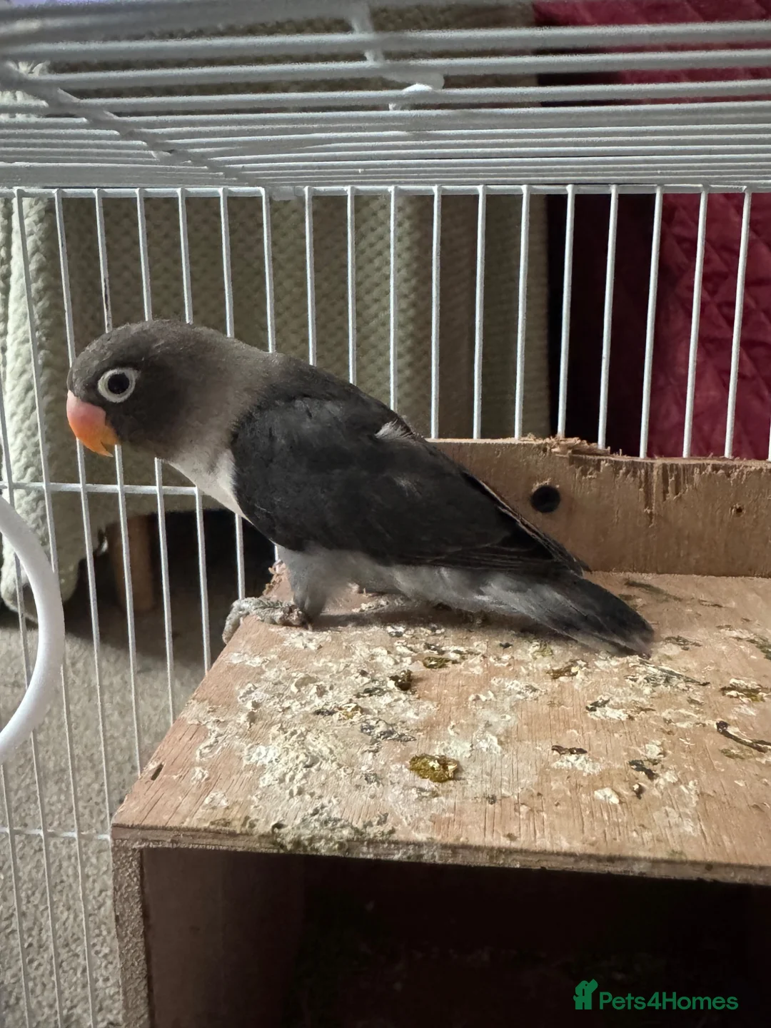 Lovebirds birds for sale: Rare colour black grey love bird  in Manchester - Advert 1