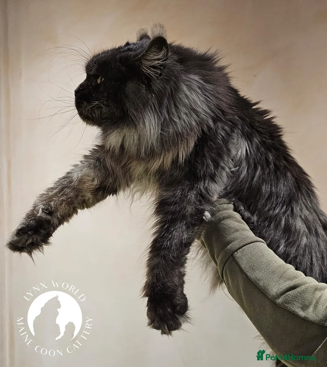 Maine Coon cats for stud: Proven Champion bloodlines stud in Doncaster - Advert 4