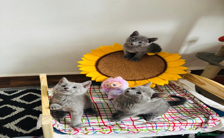 Russian Blue cats - Advert 1