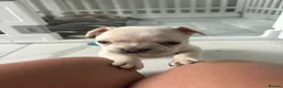 French Bulldog dogs for sale:  KC Registered Platinum French Bulldog Puppy🐾 - Advert 2