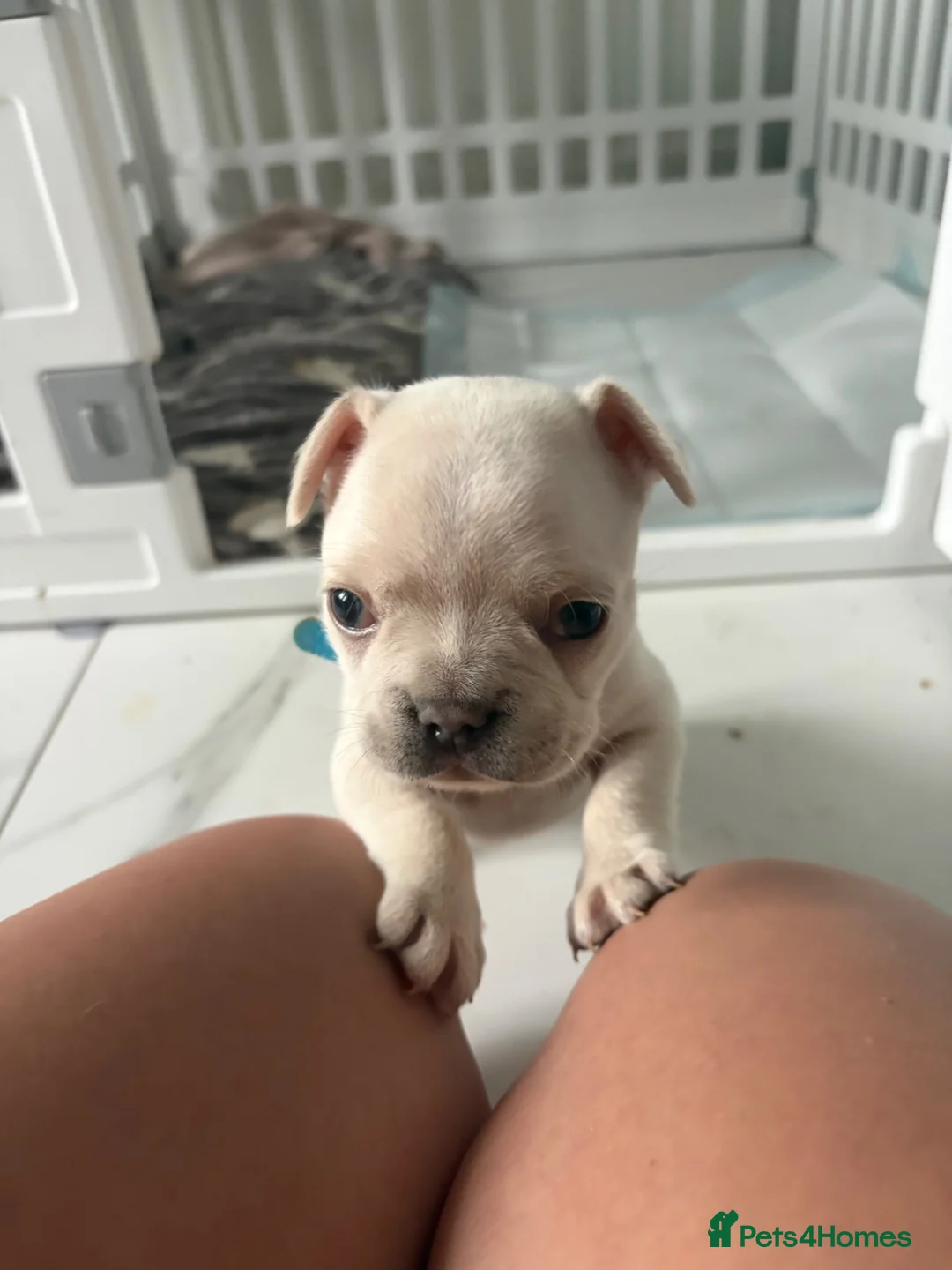 French Bulldog dogs for sale:  KC Registered Platinum French Bulldog Puppy🐾 - Advert 2