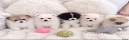 Pomeranian dogs for sale: Pomeranian puppies in London - Advert 7