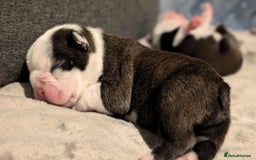 Boston Terrier dogs for sale: Boston terrier puppies  - Advert 5