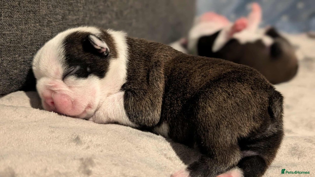 Boston Terrier dogs for sale: Boston terrier puppies  - Advert 5
