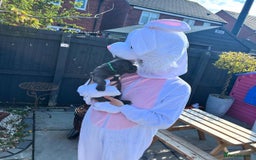 Staffordshire Bull Terrier dogs for sale: staffy puppies - Image 8